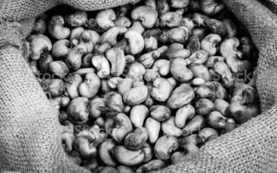 Cashew nuts. Black and white